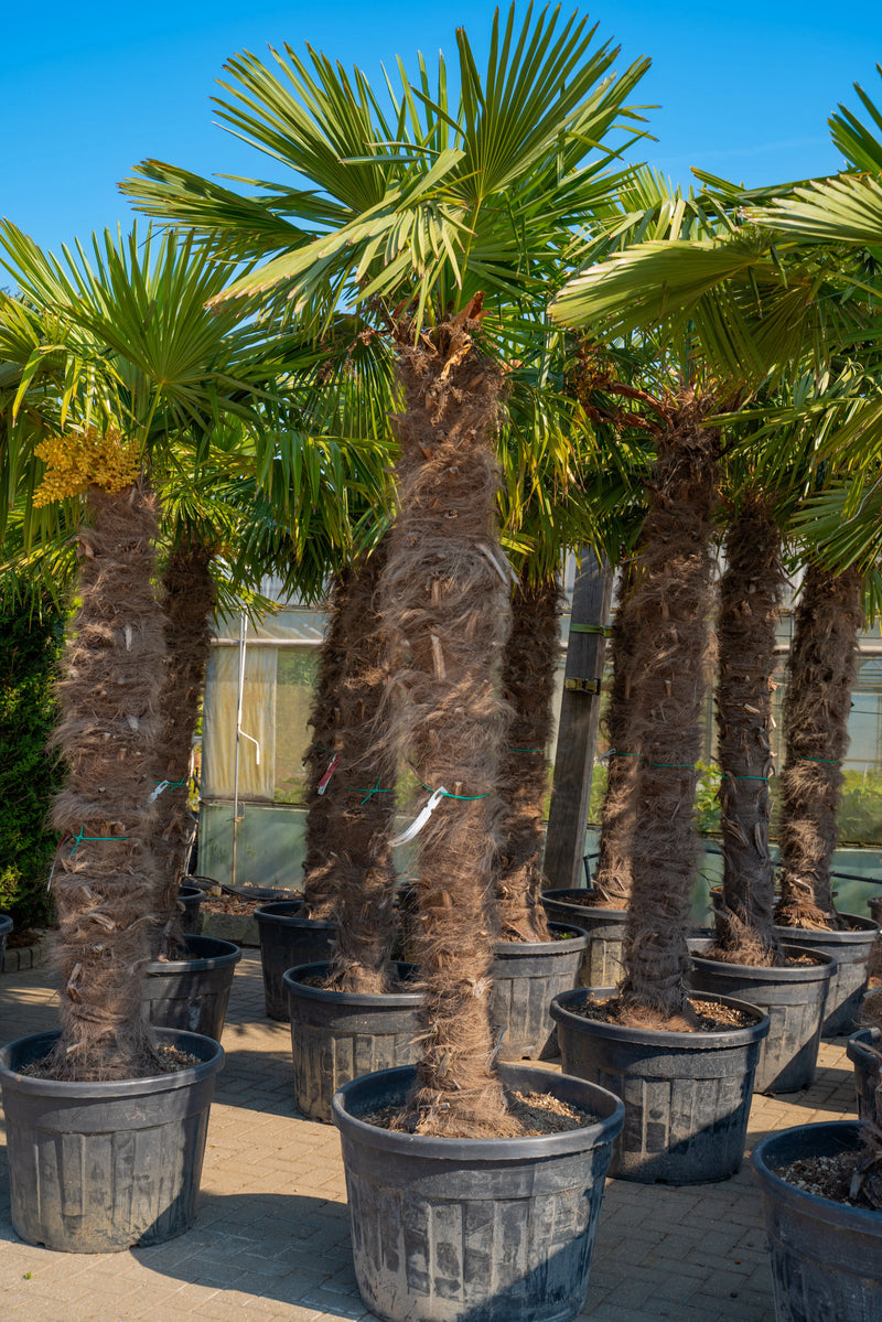 Tropical Design
