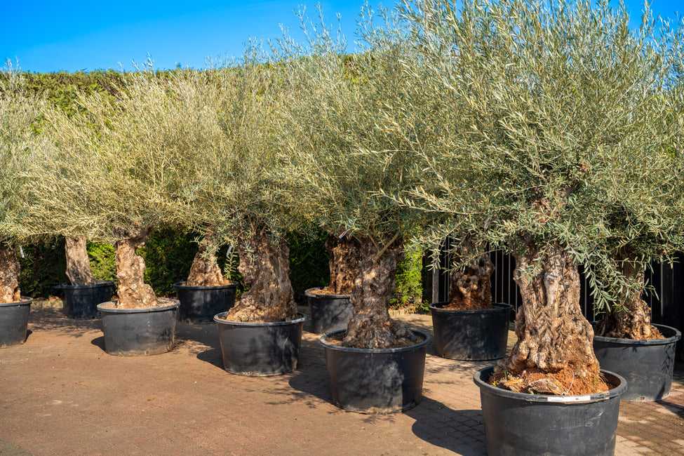 Buy Plants Online