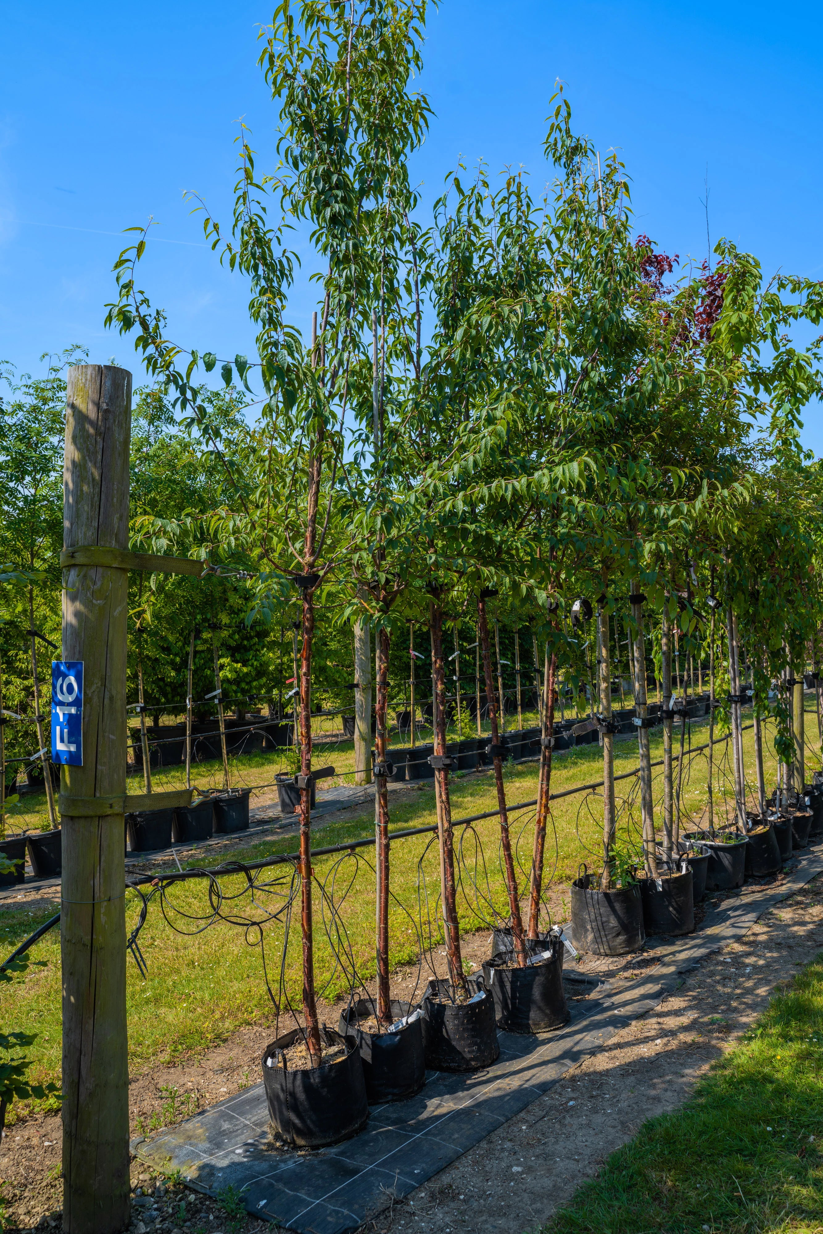 Buy Trees Online UK Flourish Overhauls Garden & Maintenance