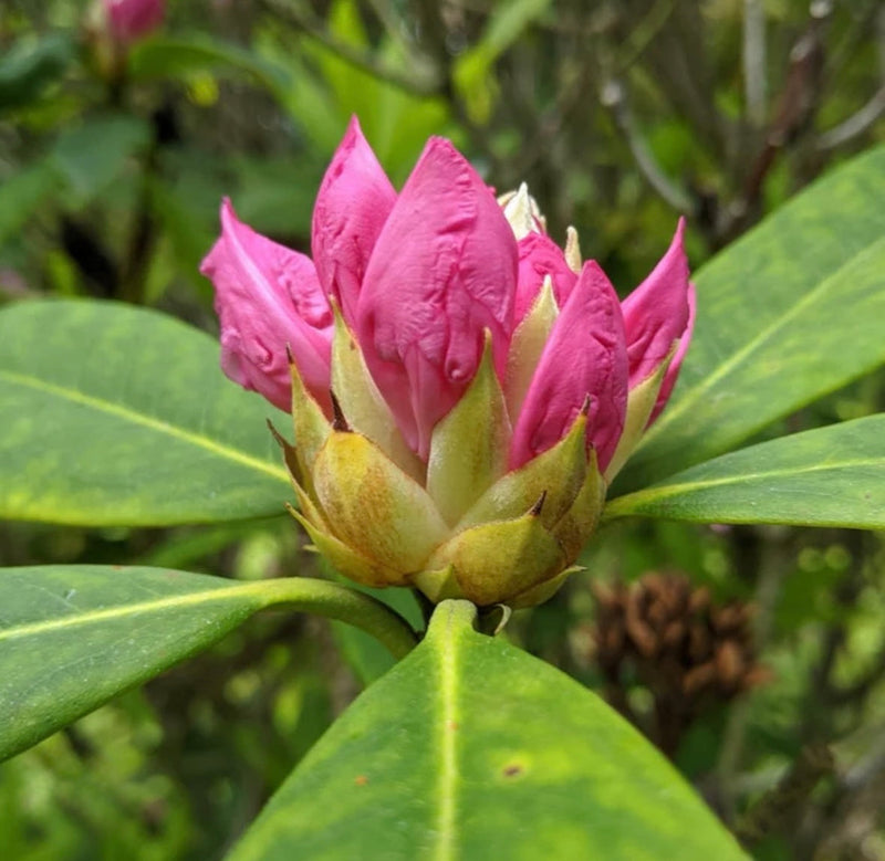 Low Maintenance Design