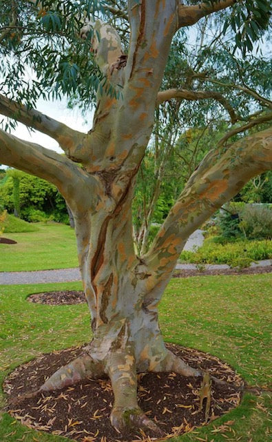 Carbon offset Design