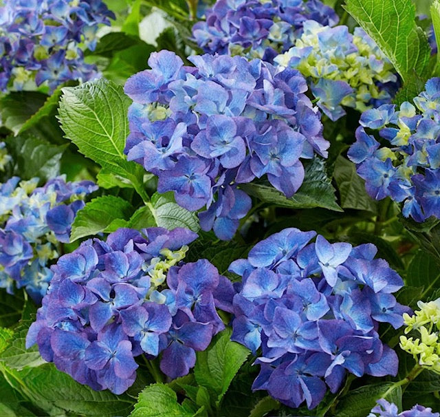 Shade Tolerant Design