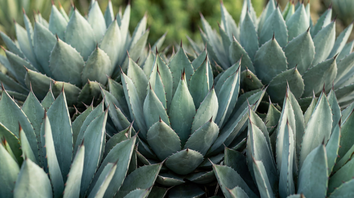 Agave