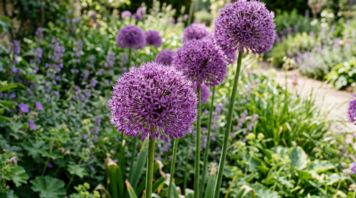 Alium "Gladiator"