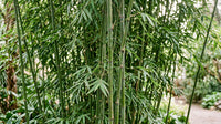 Green Bamboo