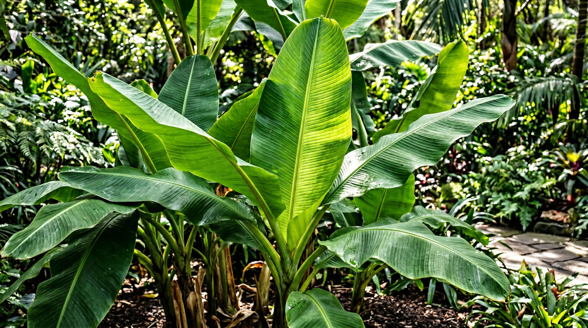 Musa bajoo "Japanese banana tree"