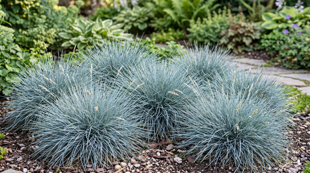 Festuca Glauca (Blue grass)