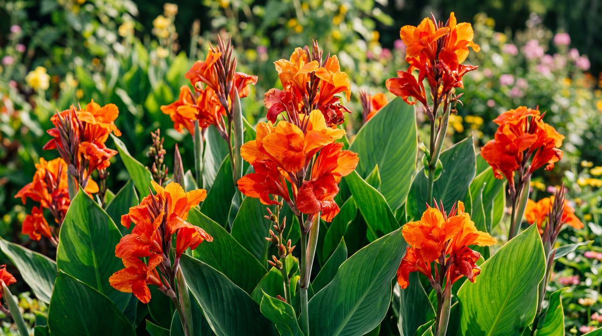 Canna lily