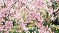 Prunus “flowering cherry”