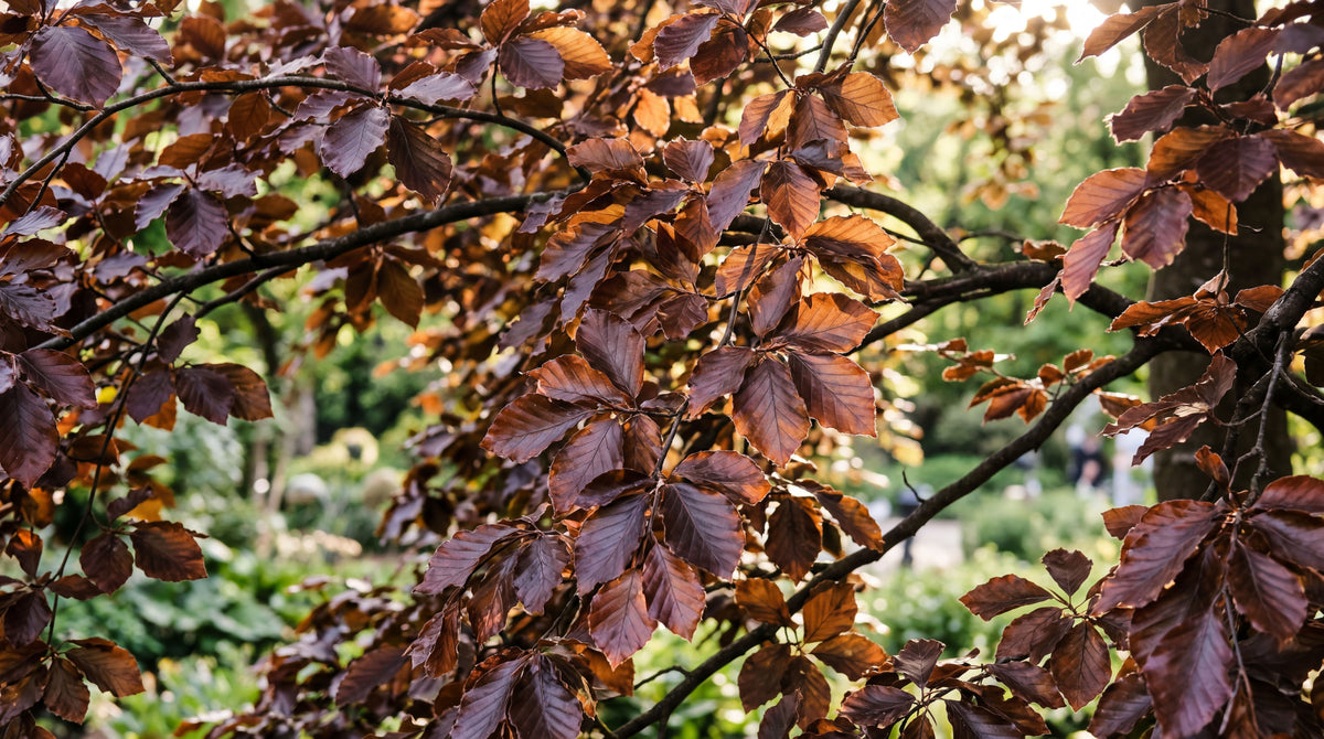 Copper Beech (Fagus Sylvatica)