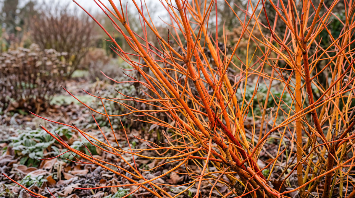 Cornus (Midwinter fire)