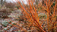 Cornus (Midwinter fire)