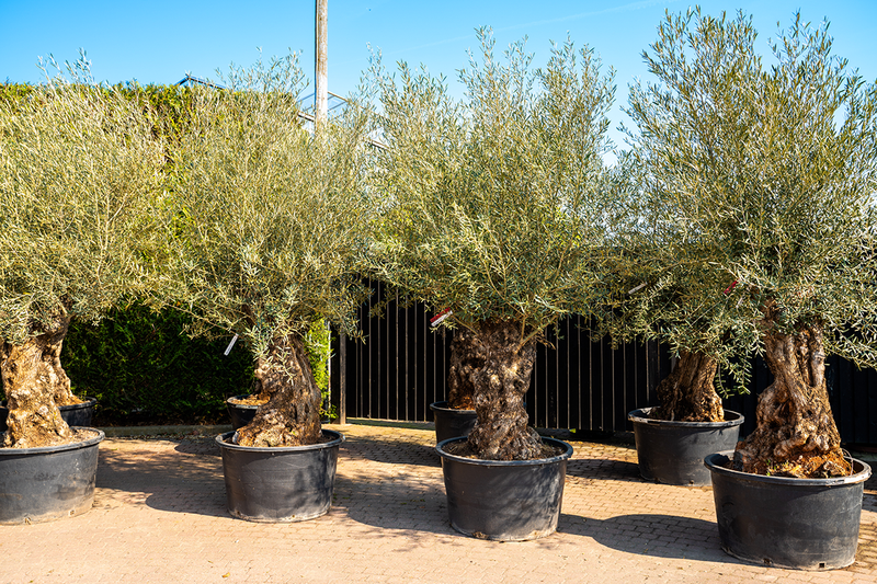 Ancient gnarled olive trees