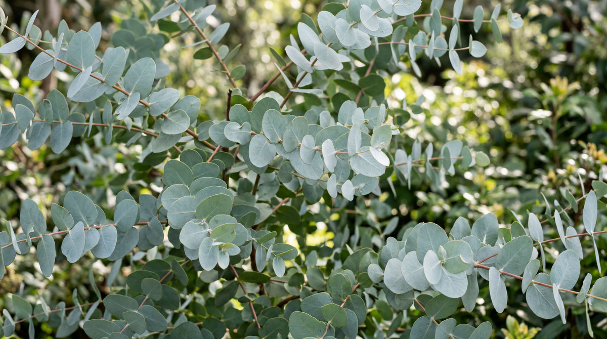 Eucalyptus