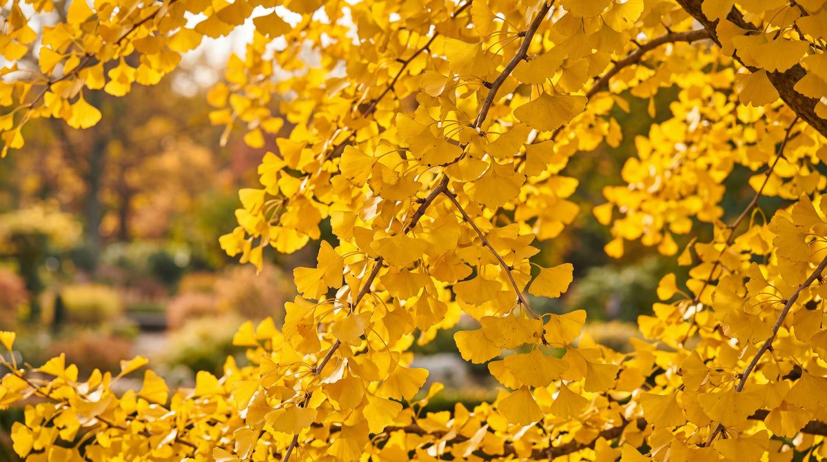 Ginkgo biloba