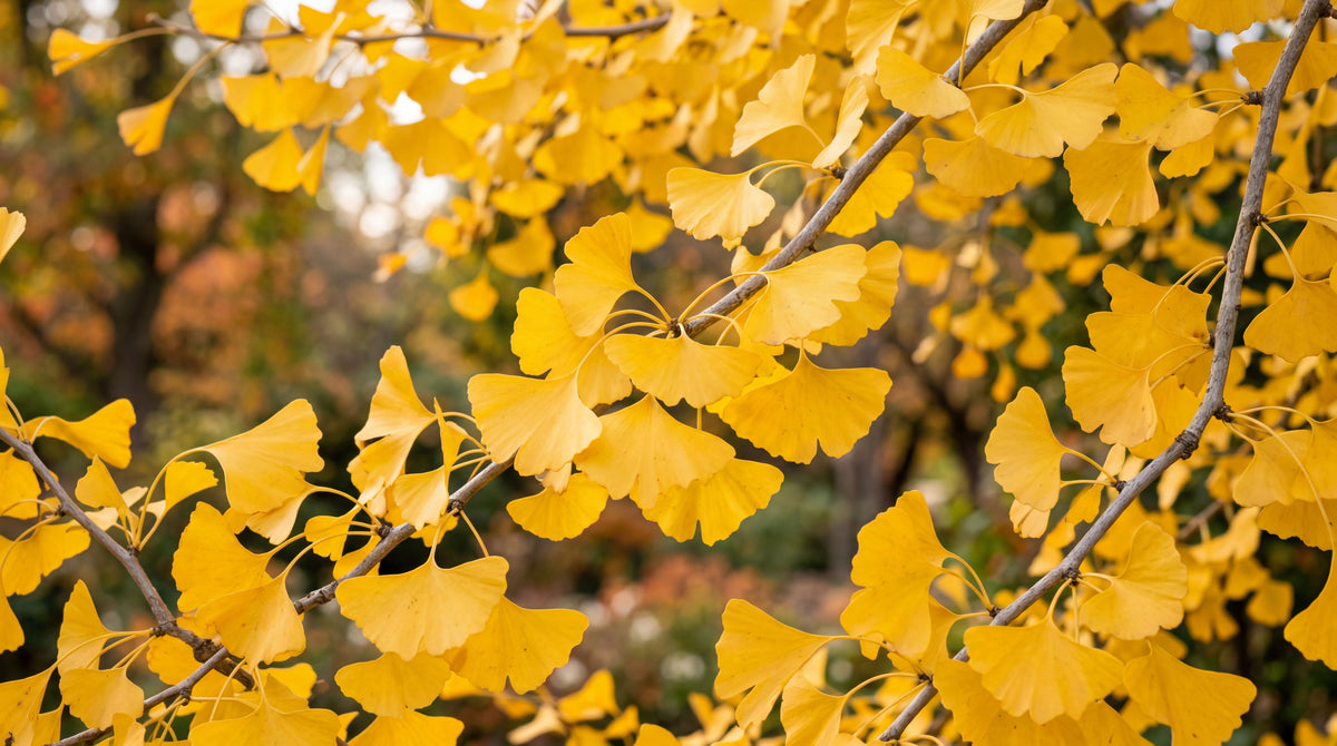 Ginkgo biloba (270 million years established)
