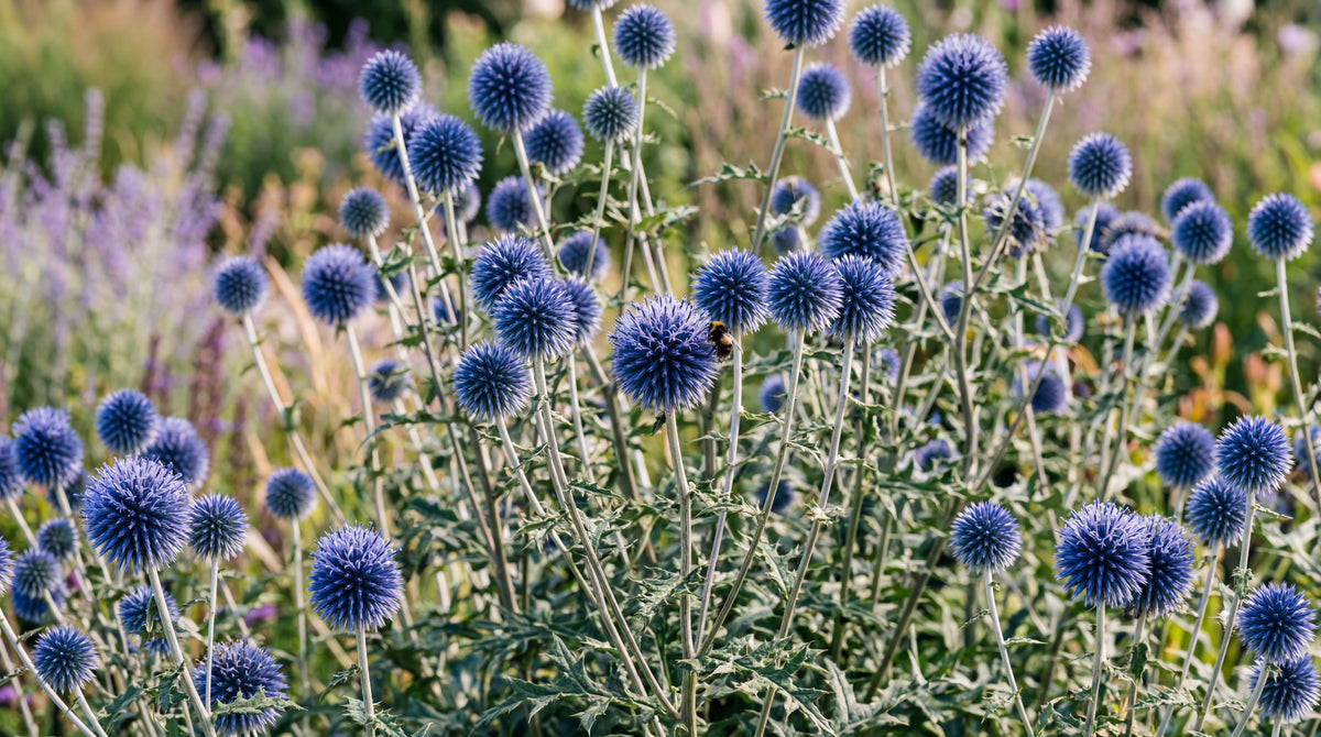 Globe thistle "Echinops"
