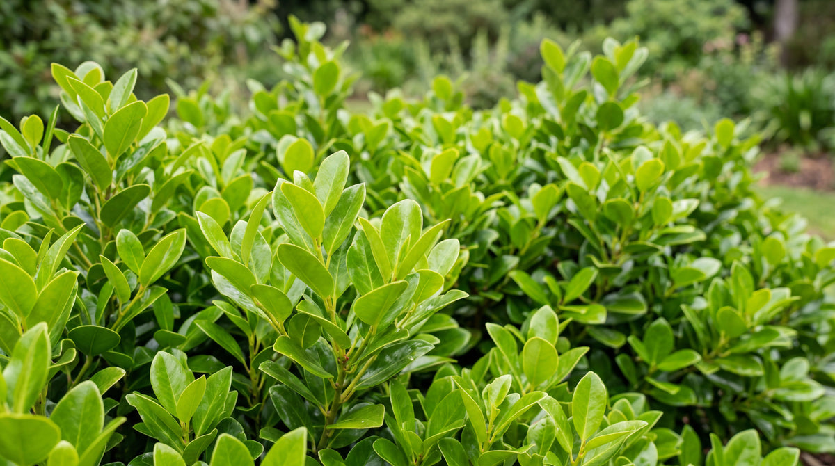 Griselinia