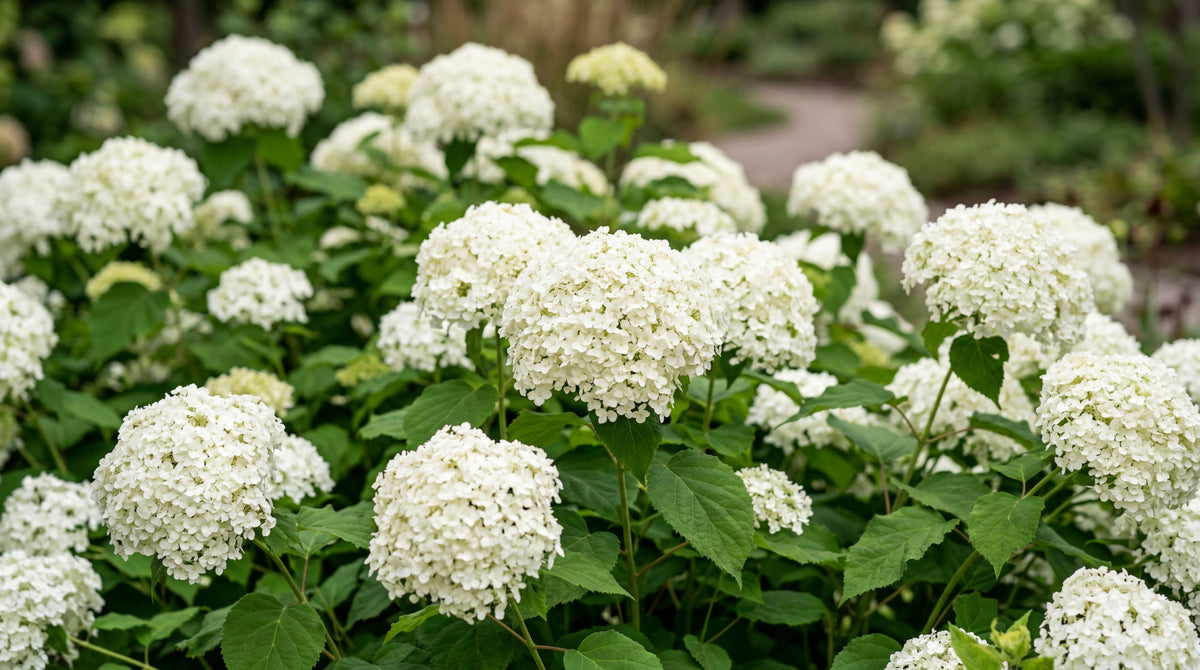 Hydrangea "Strong Annabelle"