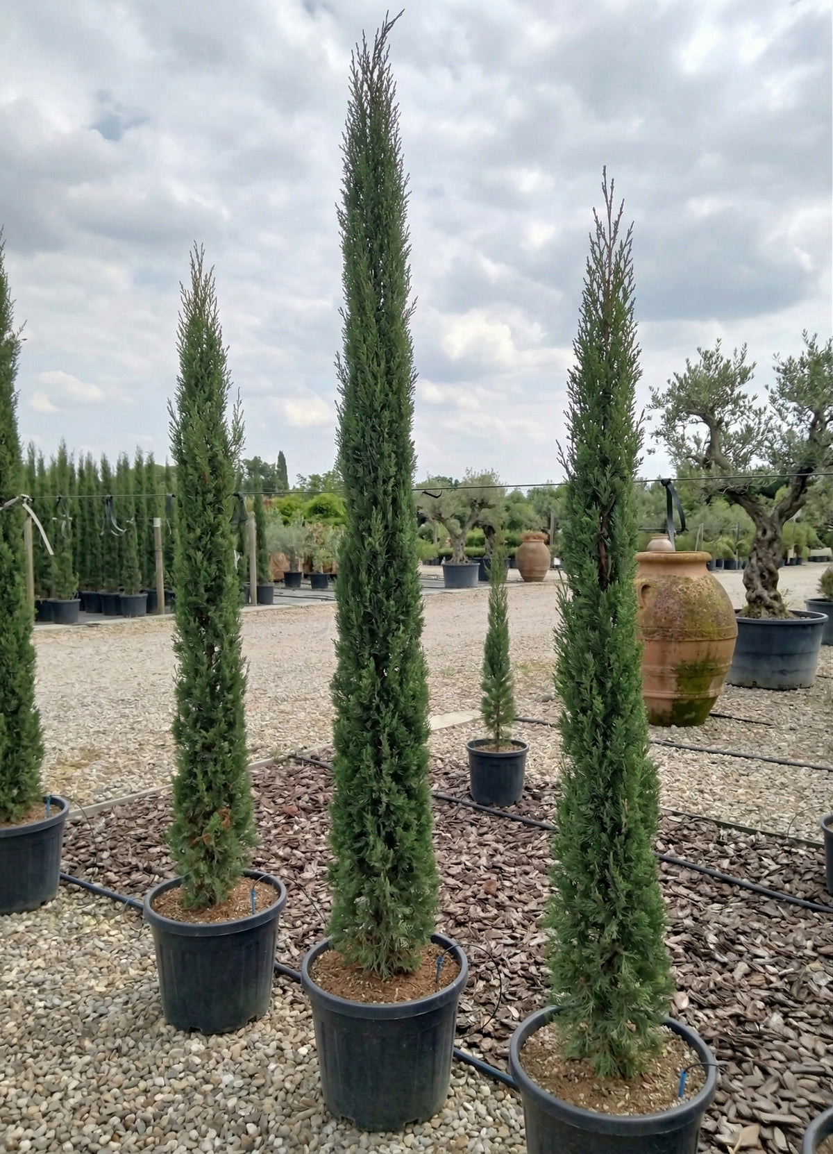 Italian cypress