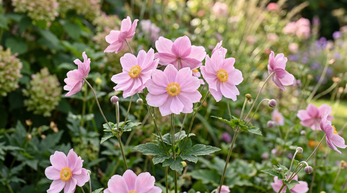 Japanese Anemone