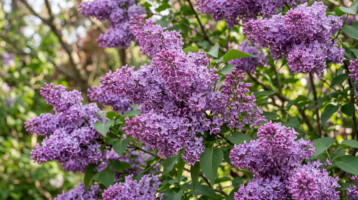 Lilac "Syringa vulgaris"