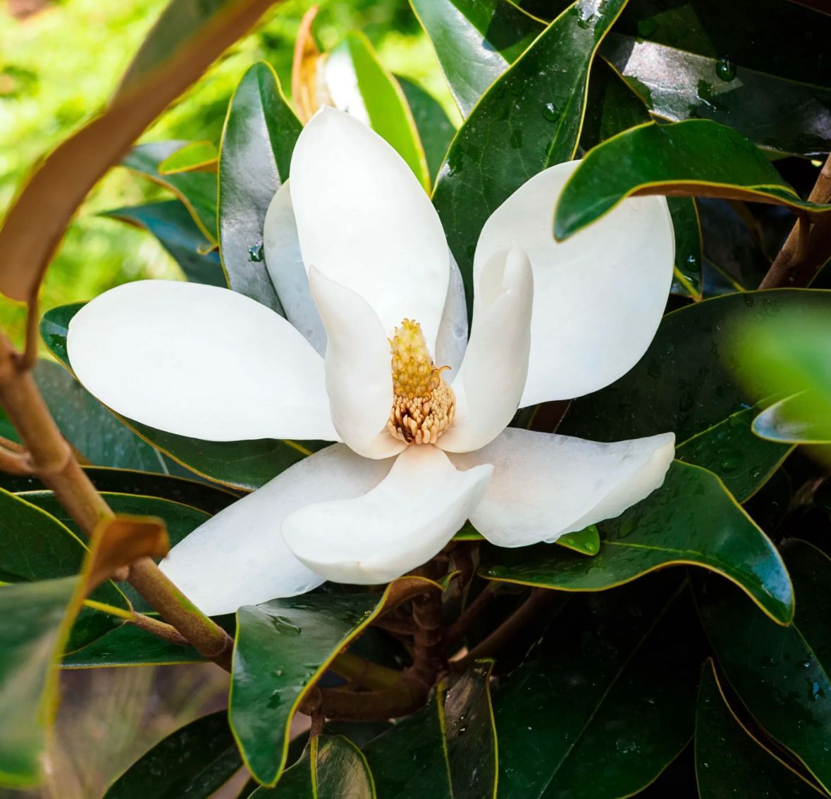 Magnolia Grandiflora (100 million years established)