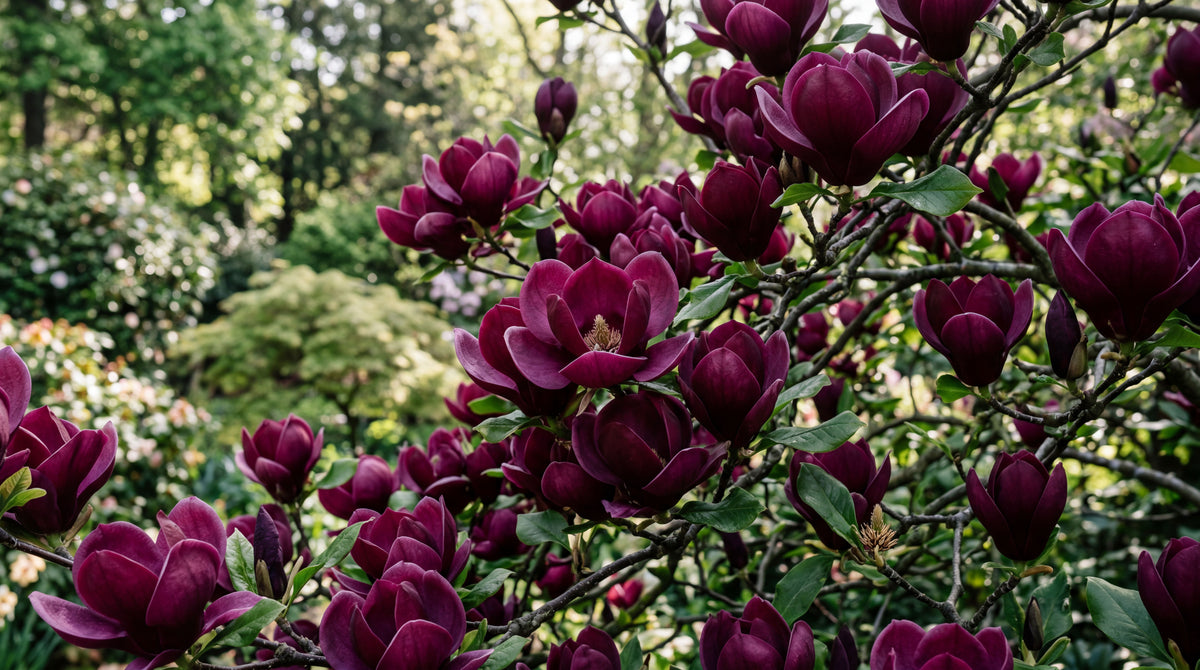 Magnolia “Black tulip”
