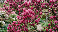 Magnolia "Susan"