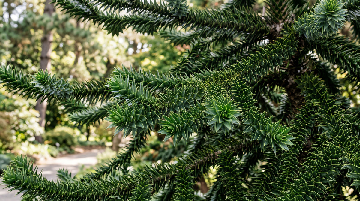Monkey puzzle (200 million years established)