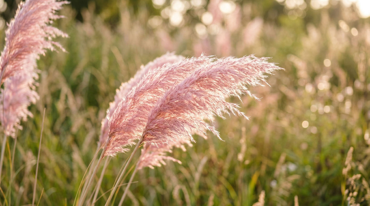 Pink cortaderia