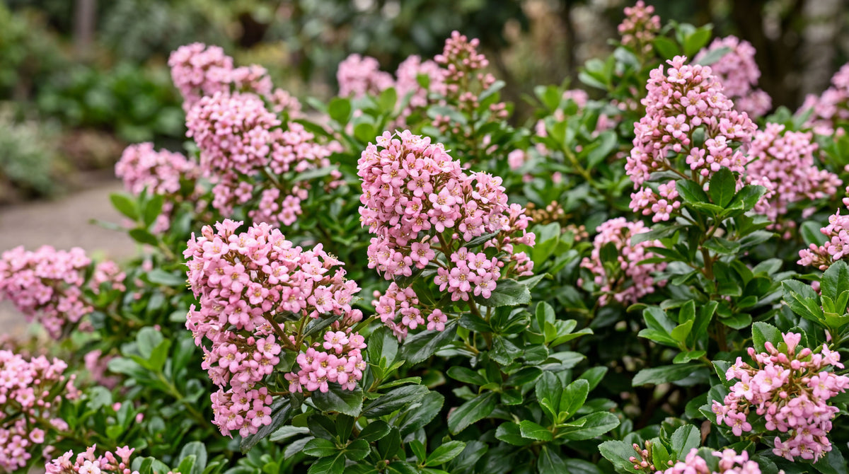 Escallonia "Pink Elle"