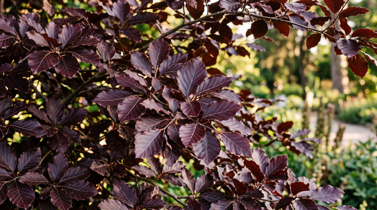 Purple Beech "Purpurea" fagus sylvatica