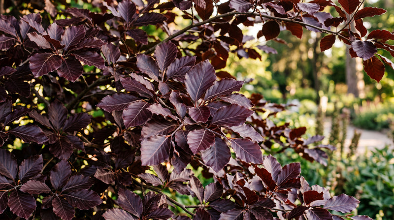 Purple Beech "Purpurea" fagus sylvatica