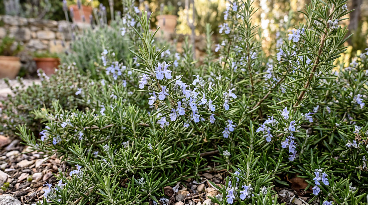Rosemary