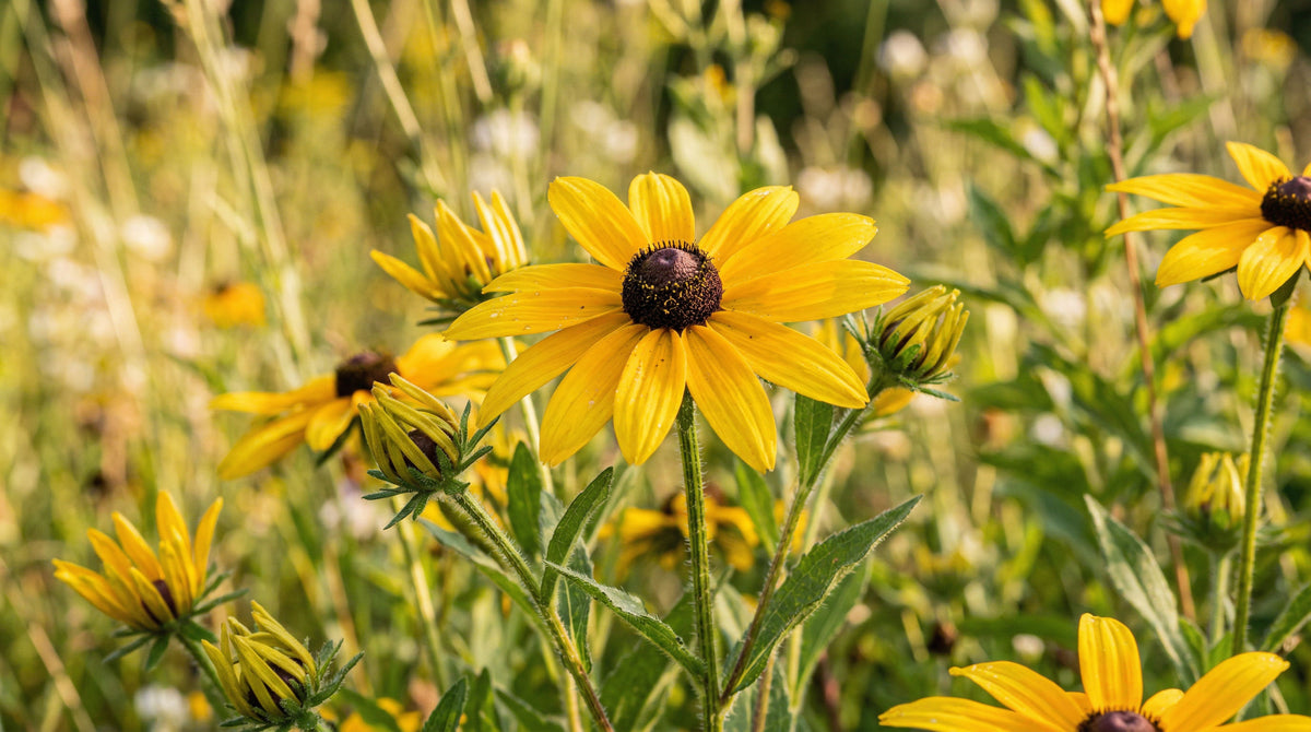 Rudbeckia "Goldstrum"