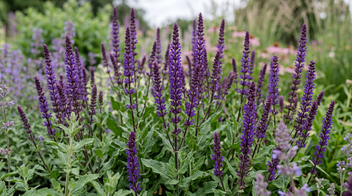 Salvia "Caradonna"