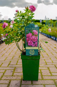 Roses (David Austin) "Summer song"