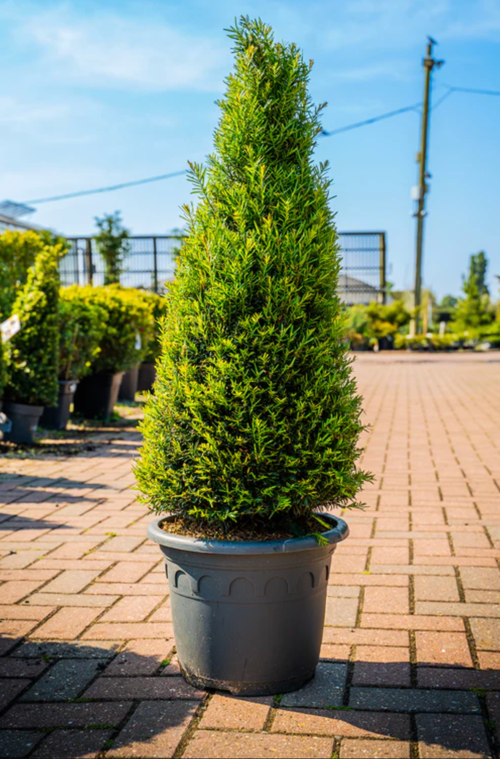 Taxus Baccata (Medium Cone)