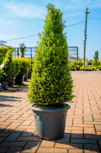 Taxus Baccata (Medium Cone)