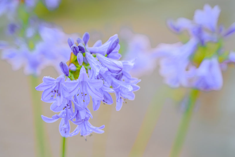 Agapanthus