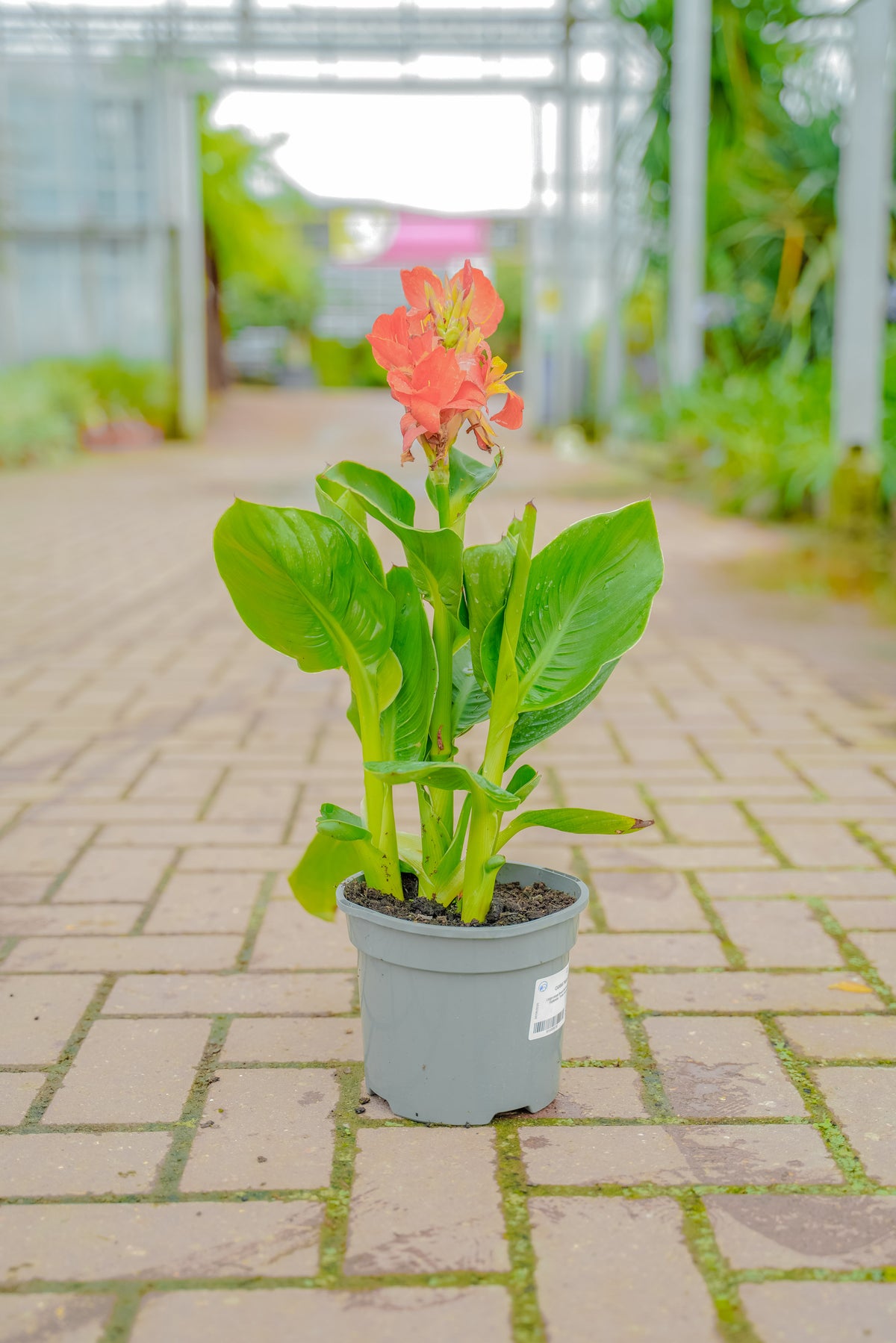 Canna lillies