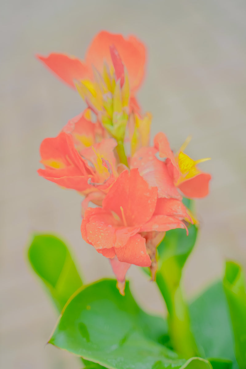 Canna lillies