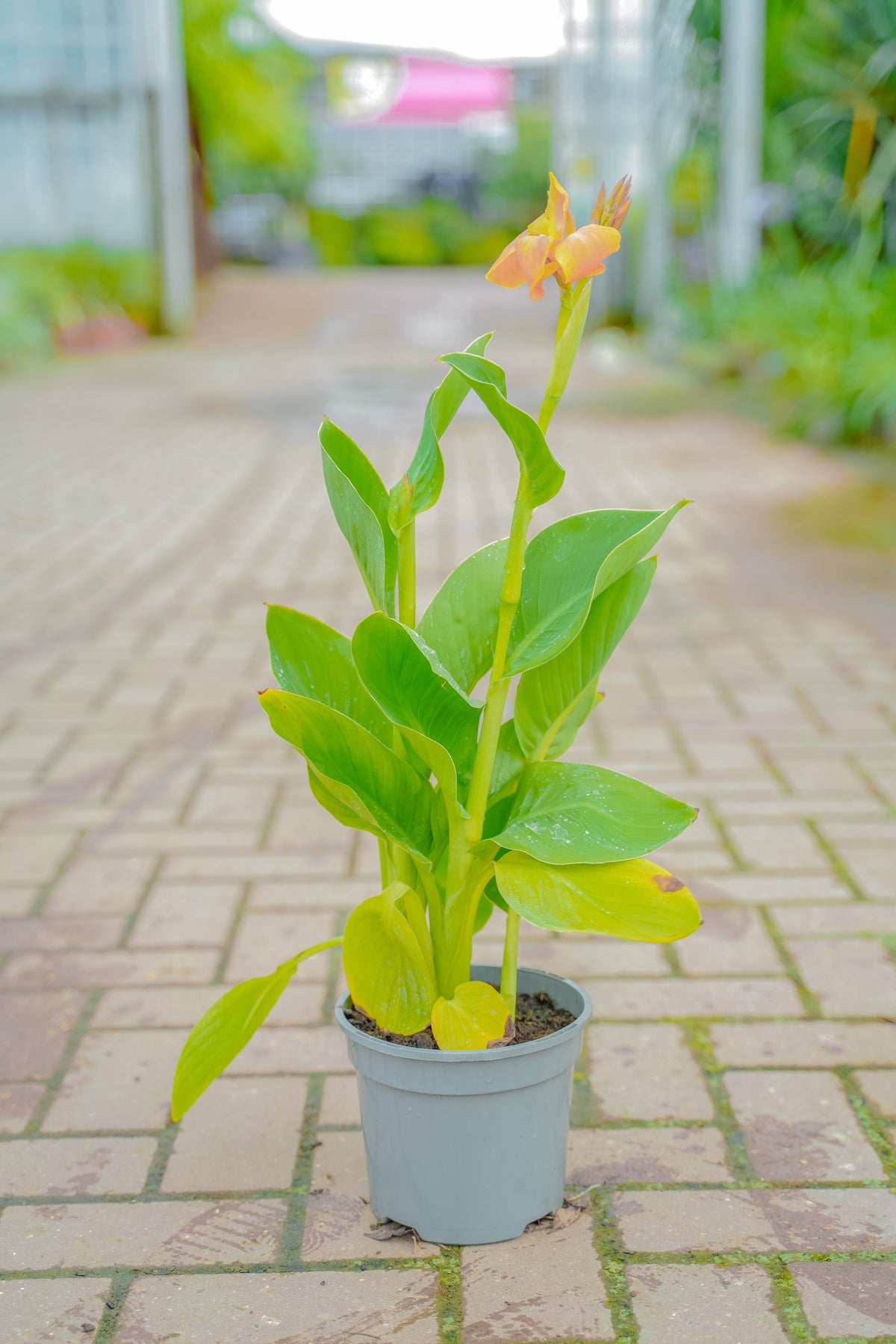 Canna lillies