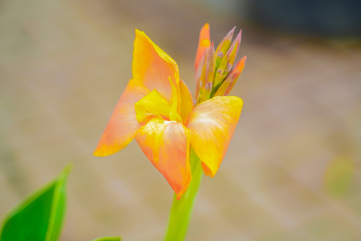 Canna lillies