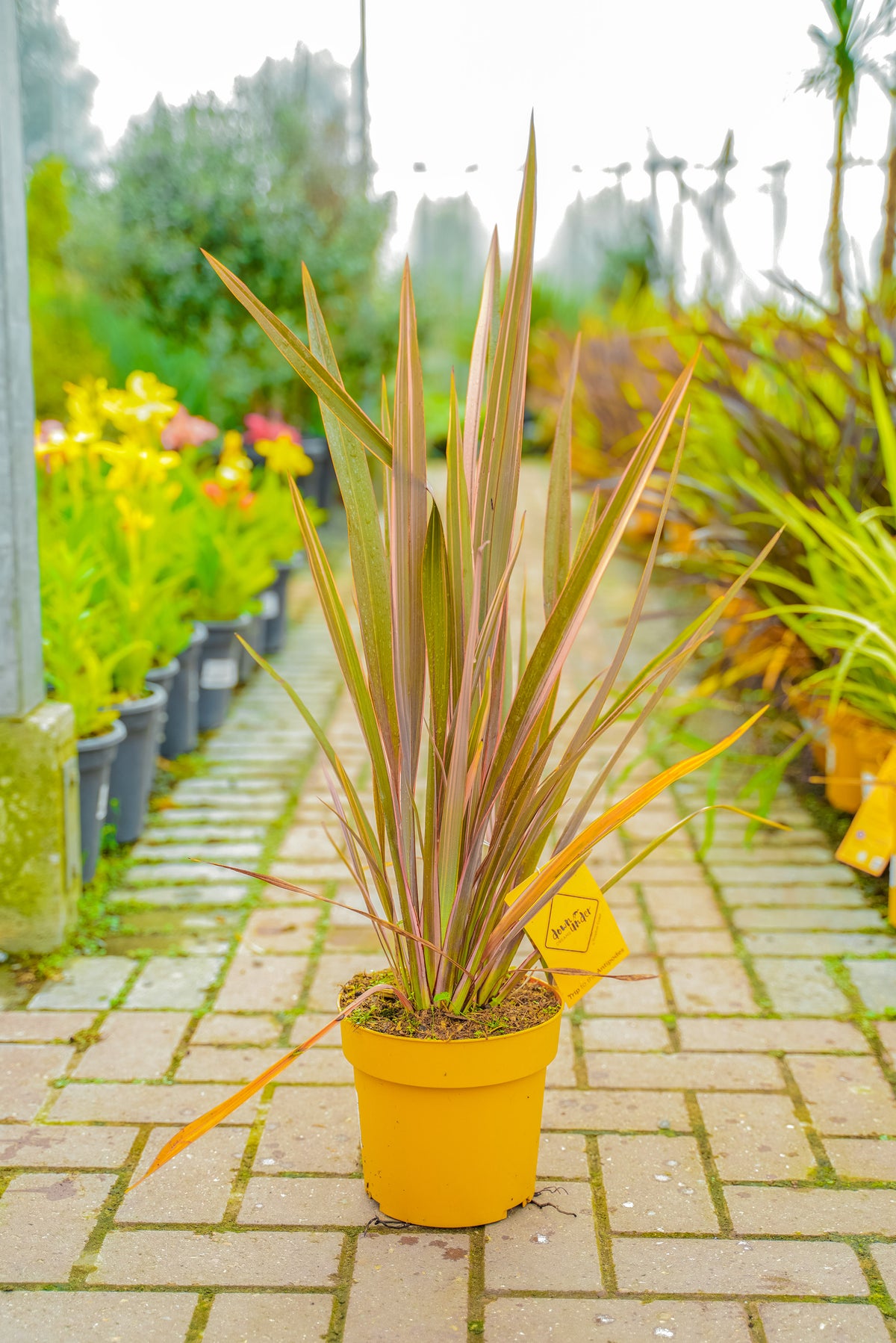 Phormium