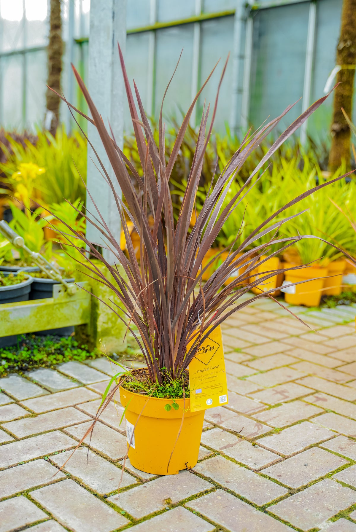 Phormium