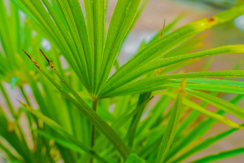 Trachycarpus fortunei (small tree)