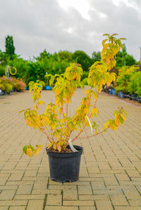 Cornus (midwinter fire)