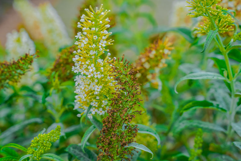 Buddleia